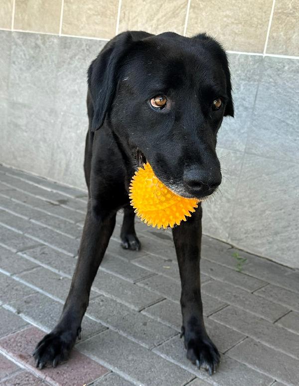 ELIJA LABRADOR Foto 7